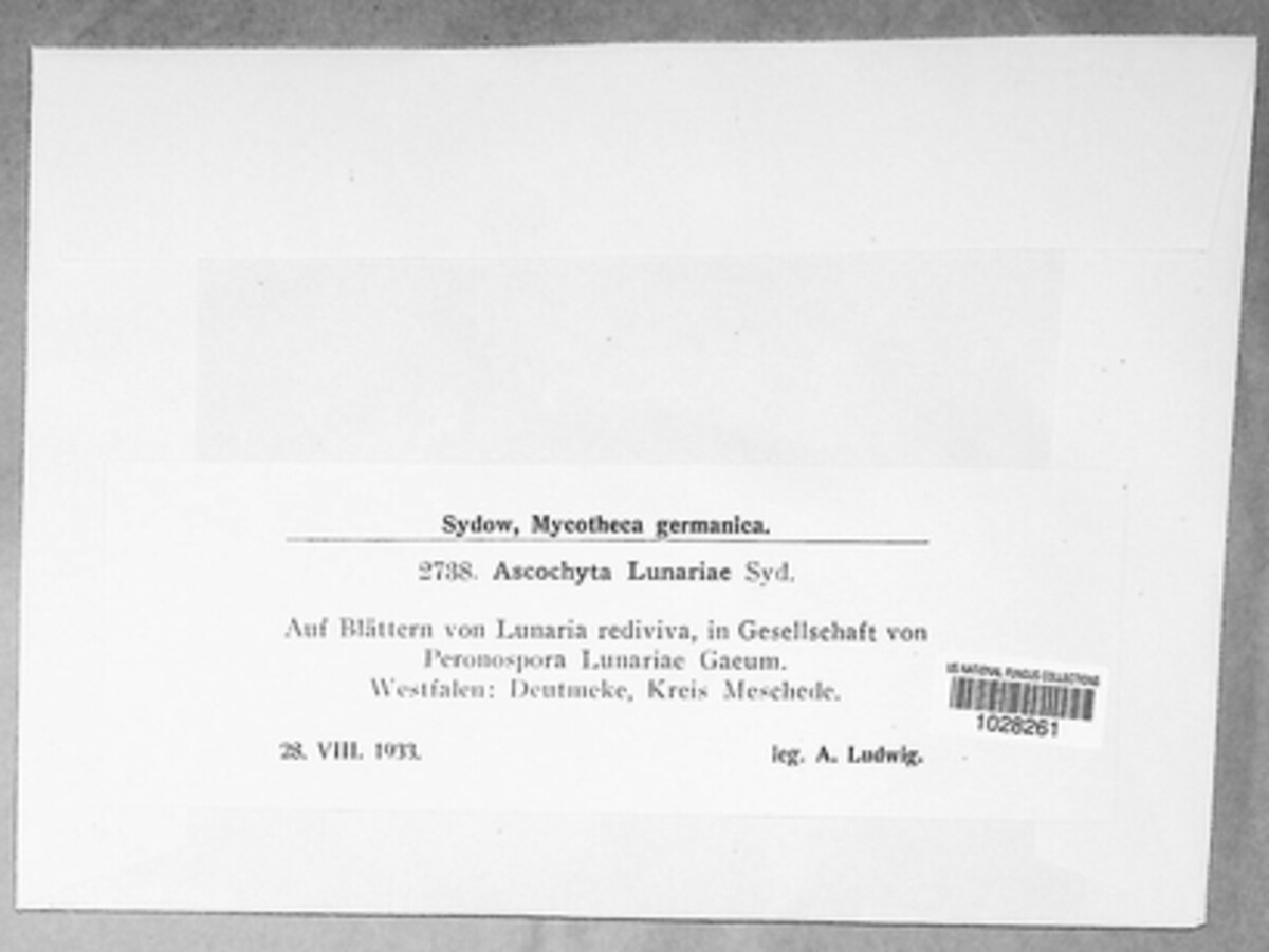 Ascochyta lunariae image